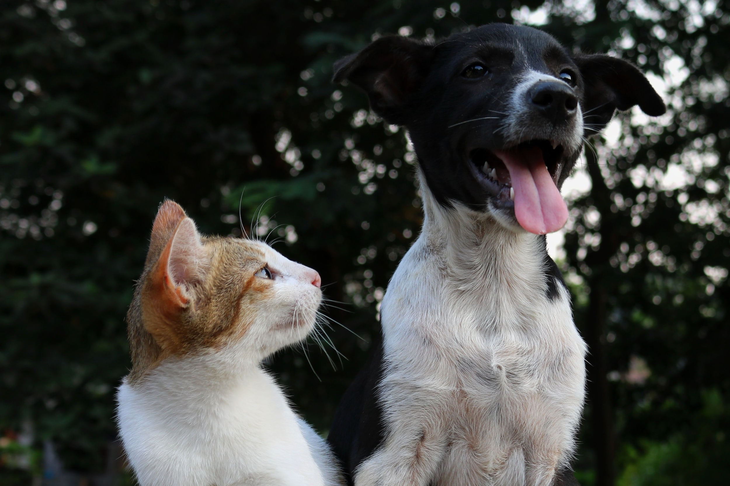 A dog and cat standing together