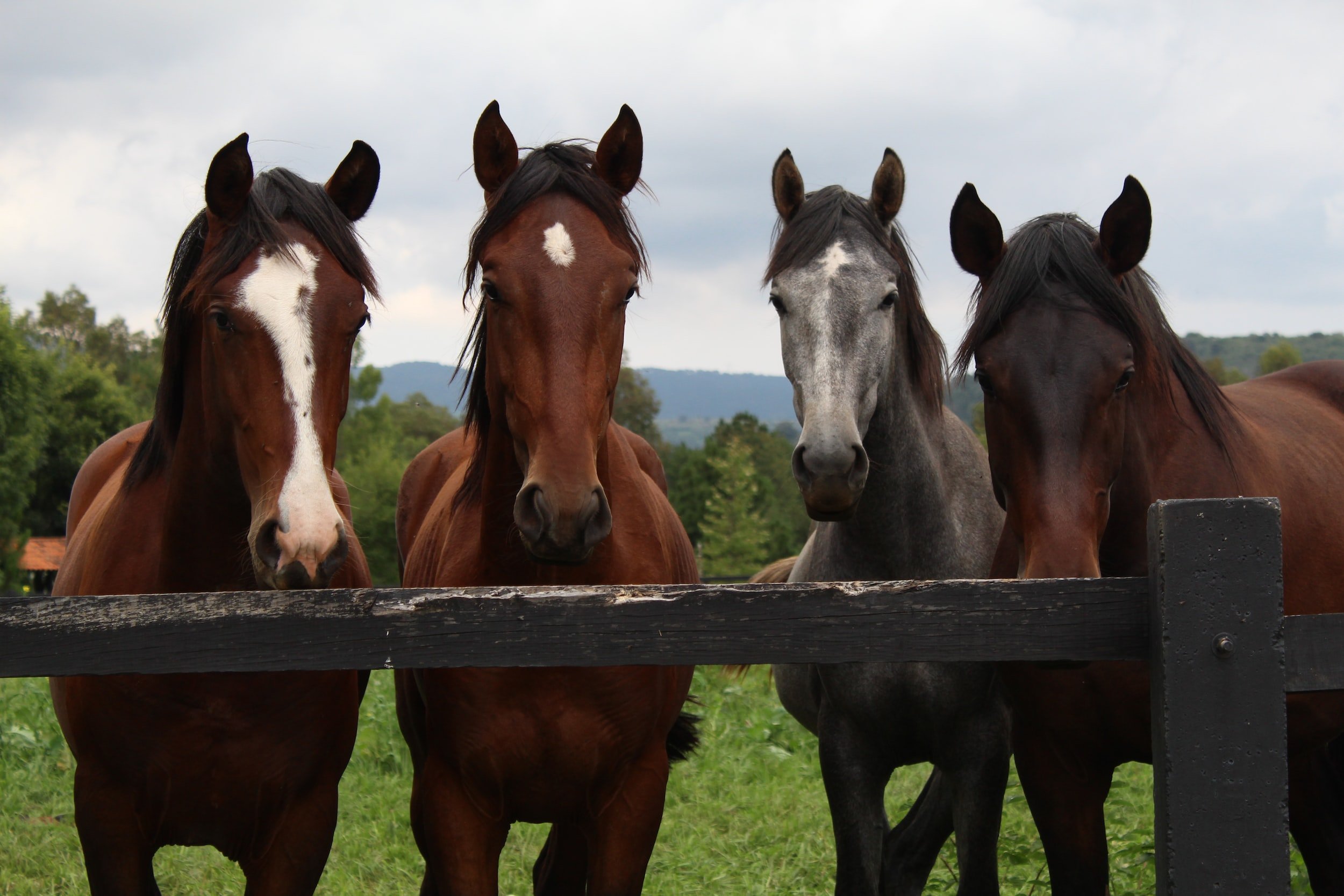 A group of horses standing behind a fence
