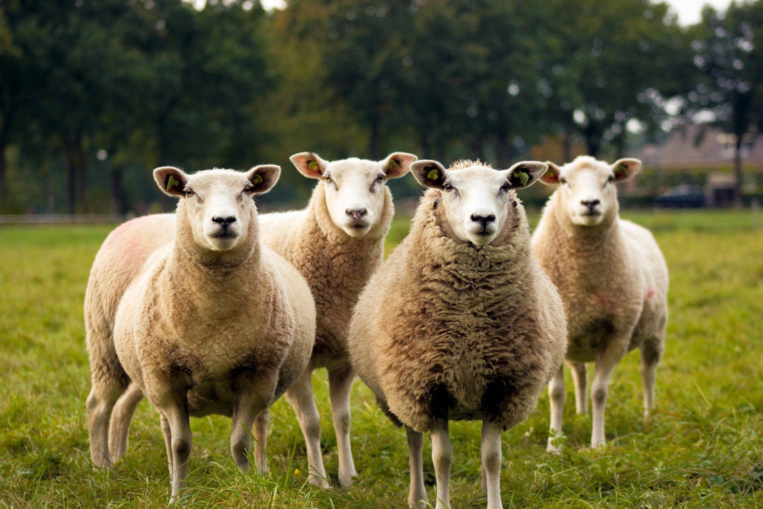 A group of sheep standing in a field