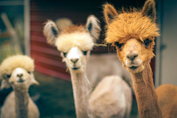 a group of llamas with fluffy hair