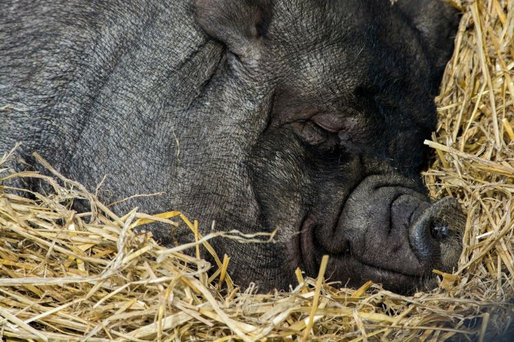 a pig sleeping on hay